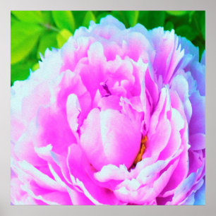 Póster Detalle impresionante de flor de peonía doble rosa