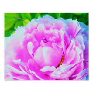 Póster Detalle impresionante de flor de peonía doble rosa