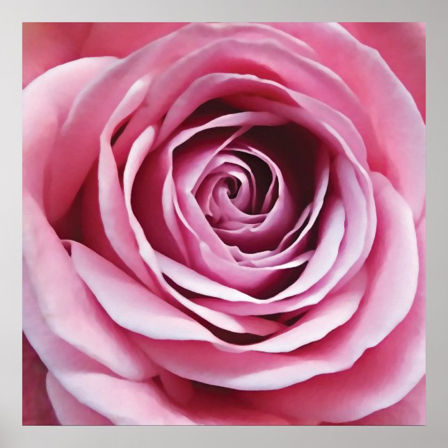 Póster Detalle rosa rosado, flor de jardín natural (Frente)