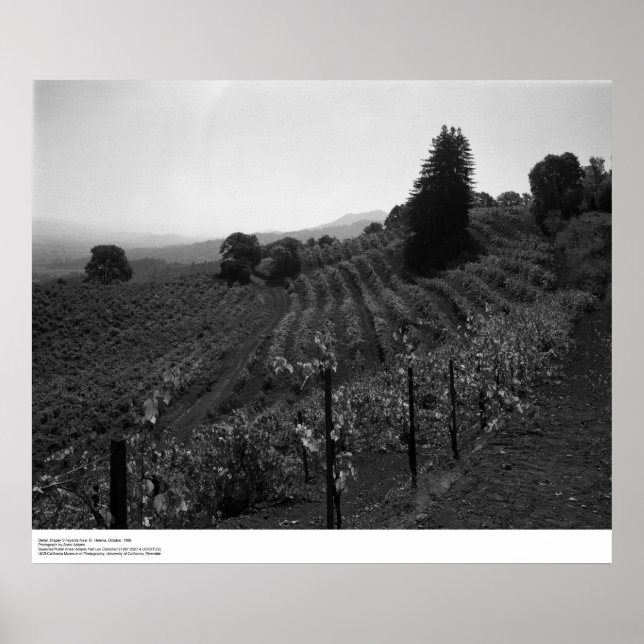 Póster Detalle, Viñedos Draper cerca de Santa Elena, 1966 (Frente)