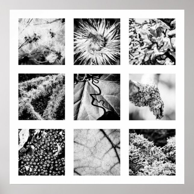 Póster Detalles de la serie Nature - Poster de Detalles (Frente)