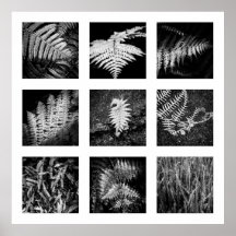 Detalles de la serie Nature - poster de Ferns