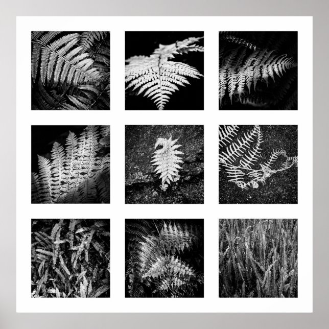 Póster Detalles de la serie Nature - poster de Ferns (Frente)
