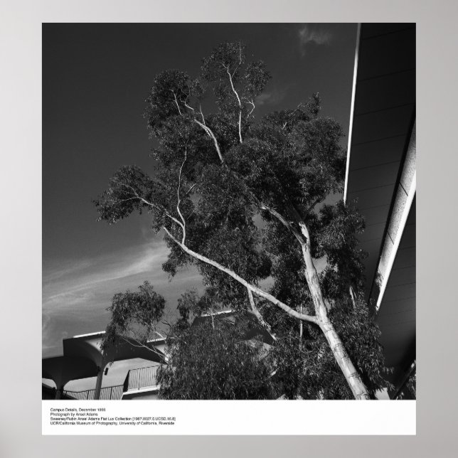 Póster Detalles del campus, diciembre de 1966 por Ansel A (Frente)