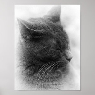 Póster Detecta al Magnífico Gato Gris Imperioso