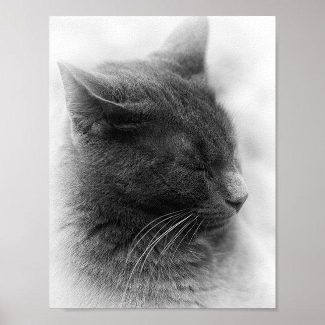 Póster Detecta al Magnífico Gato Gris Imperioso (Frente)