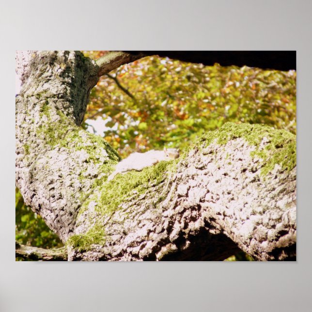 Póster Detecta la ardilla gris (Frente)