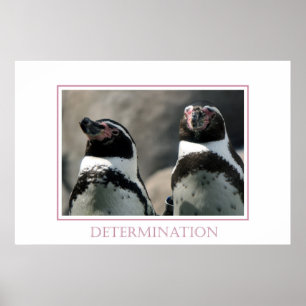 Póster Determinación