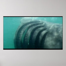 Póster detrás de un poster de tiburones