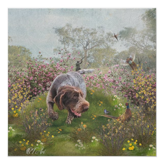 Póster Deutsch Drahthaar (Anverso)