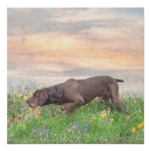 Póster Deutsch Drahthaar