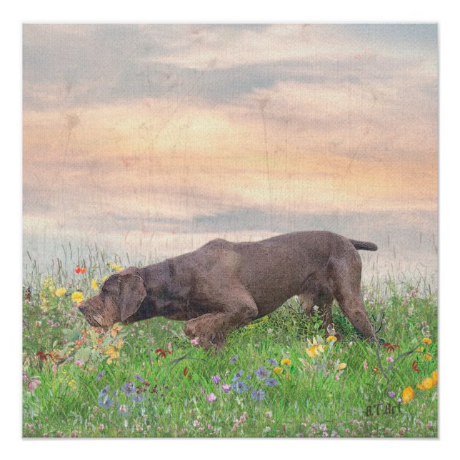 Póster Deutsch Drahthaar (Anverso)