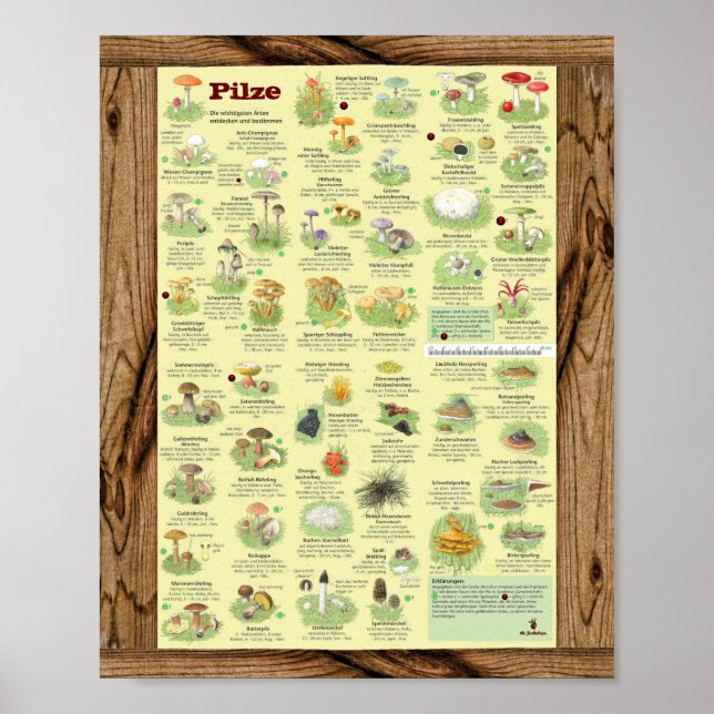 Póster "Deutschland: 2020 - Das große PILZe Bestimmungs- (Frente)