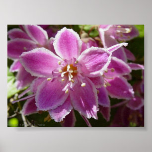 Póster Deutzia
