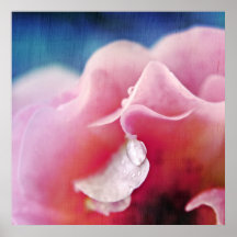 Dew cae sobre el resumen de la macro rosa rosada