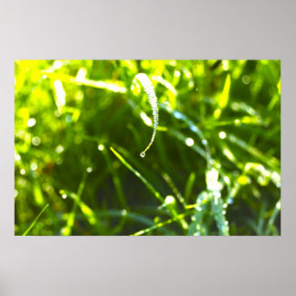 Póster Dew Drop