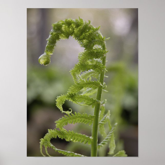 Póster Dew Drop on Green Fern Frond (Frente)