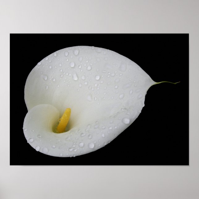 Póster Dew drop White Arum Lily Poster (Frente)