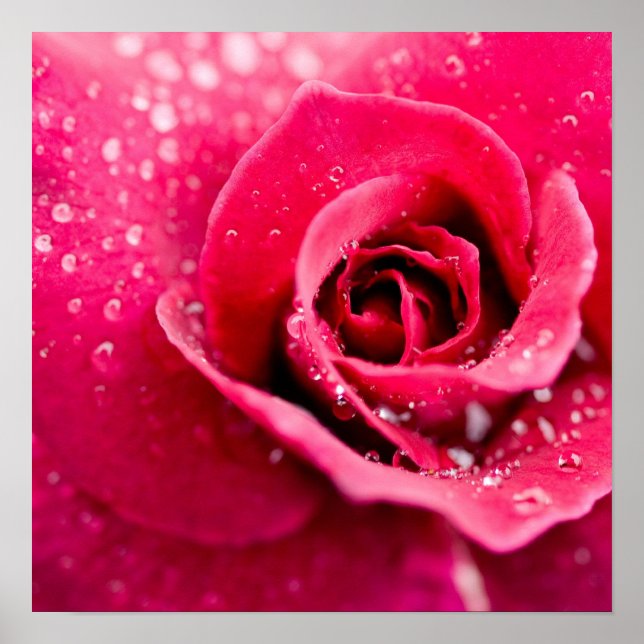 Póster Dew Drops on Rose Poster (Frente)