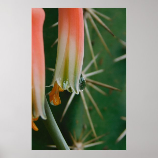 Póster Dew en Aloe Bloom (Frente)