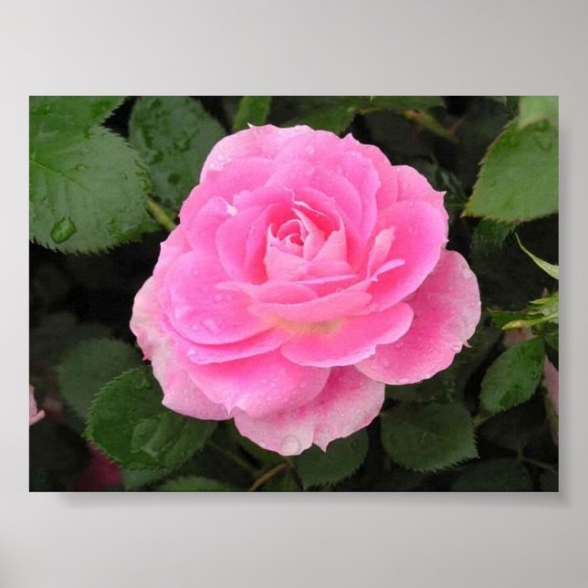 Póster Dew Kissed Rosa (Frente)