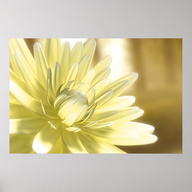 Póster Dhalia (Frente)