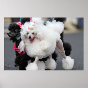 Póster Día 2010 #6 del caniche