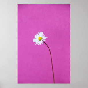 PÓSTER DÍA BLANCO SOBRE FONDO ROSA