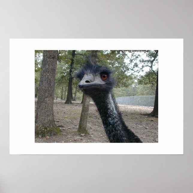 Póster Día del cabello malo (Frente)