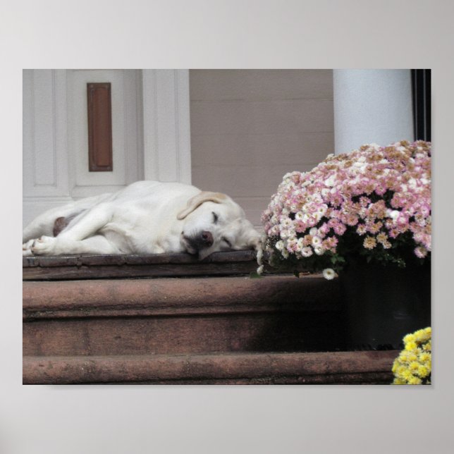 Póster Día del perro por la tarde (Frente)