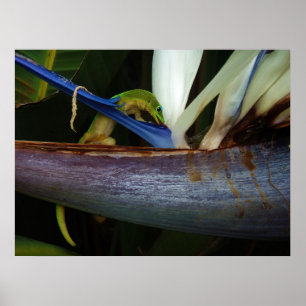 Póster Día del polvo de oro Gecko en Flor