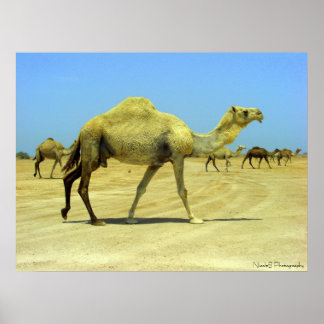 Póster Día feliz - camellos en el desierto