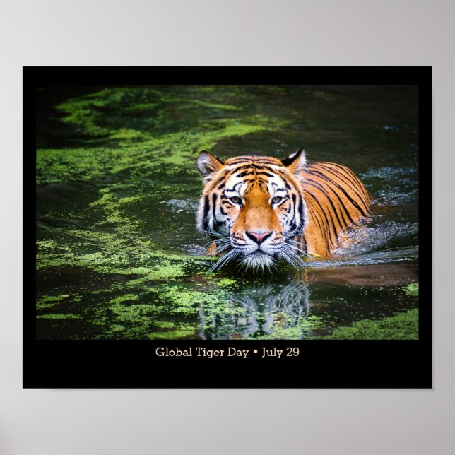 Póster Día Mundial del Tigre, Poster fotográfico TIGER (Frente)