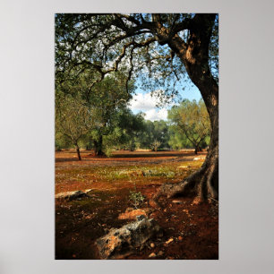 Póster Día soleado en el jardín de olivos