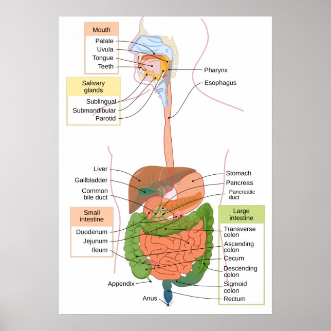 Póster Diagram Human Gastrointestinal Digestive system (Frente)