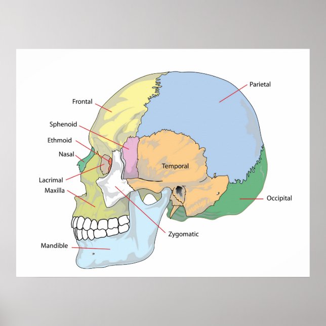 Póster Diagram of Adult Human Skull (Frente)