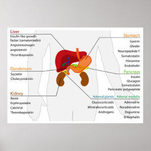 Póster Diagram of the Endocrine Alimentary Gland System