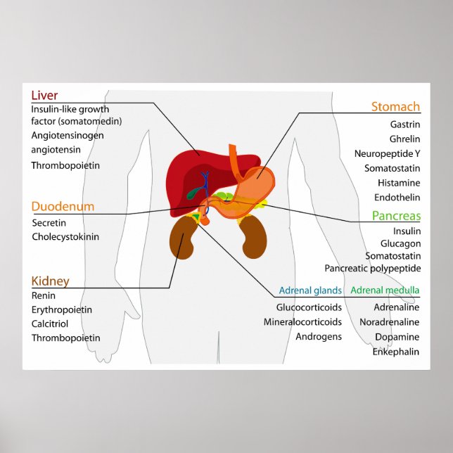Póster Diagram of the Endocrine Alimentary Gland System (Frente)