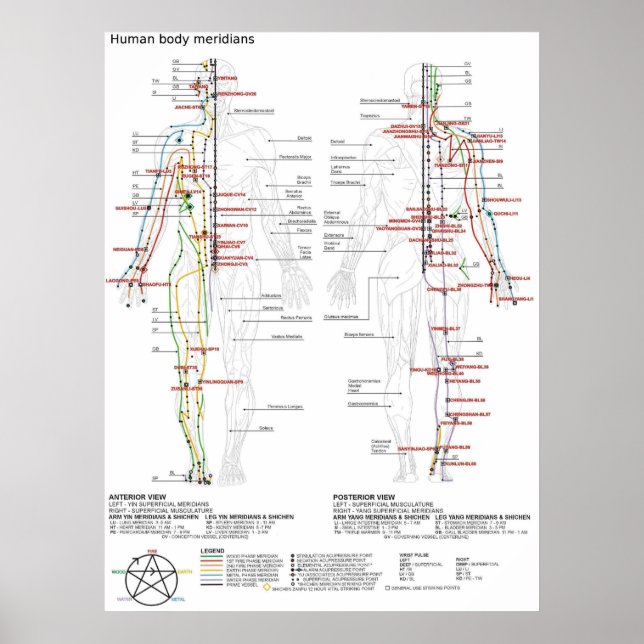 Póster  Diagram Schematic Chinese Meridians Human Body  (Frente)