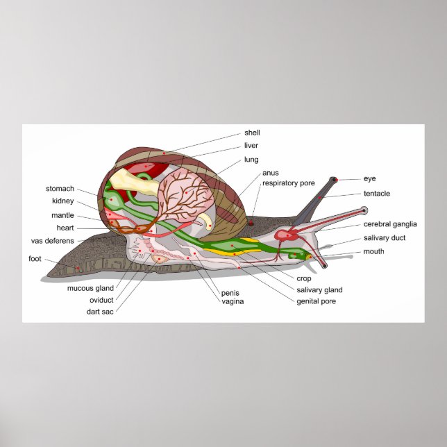 Póster Diagram snail Helix aspersa split-sectioned organ  (Frente)