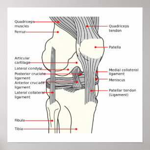 Póster Diagrama Anatómico articulación de rodilla