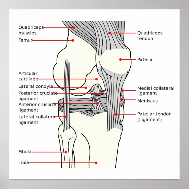 Póster Diagrama Anatómico articulación de rodilla  (Frente)