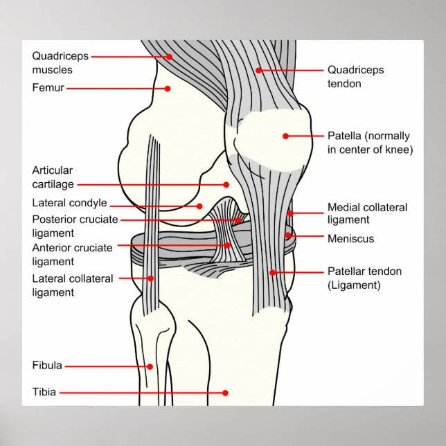 Póster Diagrama anatómico de una articulación de rodilla  (Frente)
