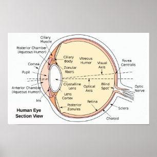 Póster diagrama anatómico del globo ocular humano