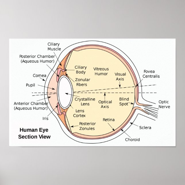 Póster diagrama anatómico del globo ocular humano (Frente)