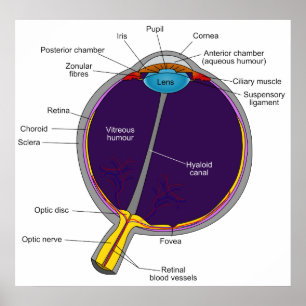 Póster Diagrama anatómico esquemático del ojo humano