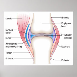 Póster Diagrama básico de una articulación anatómica huma