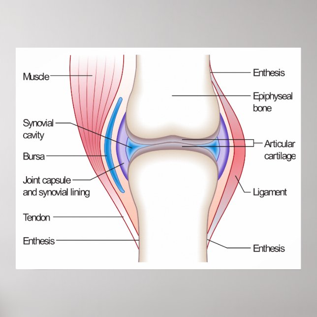 Póster Diagrama básico de una articulación anatómica huma (Frente)