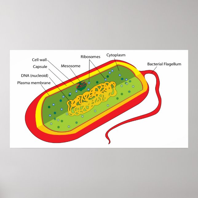 Póster Diagrama básico de una célula bacteriana de procar (Frente)