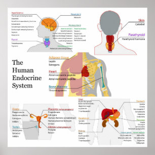 Póster Diagrama completo del sistema endocrino humano